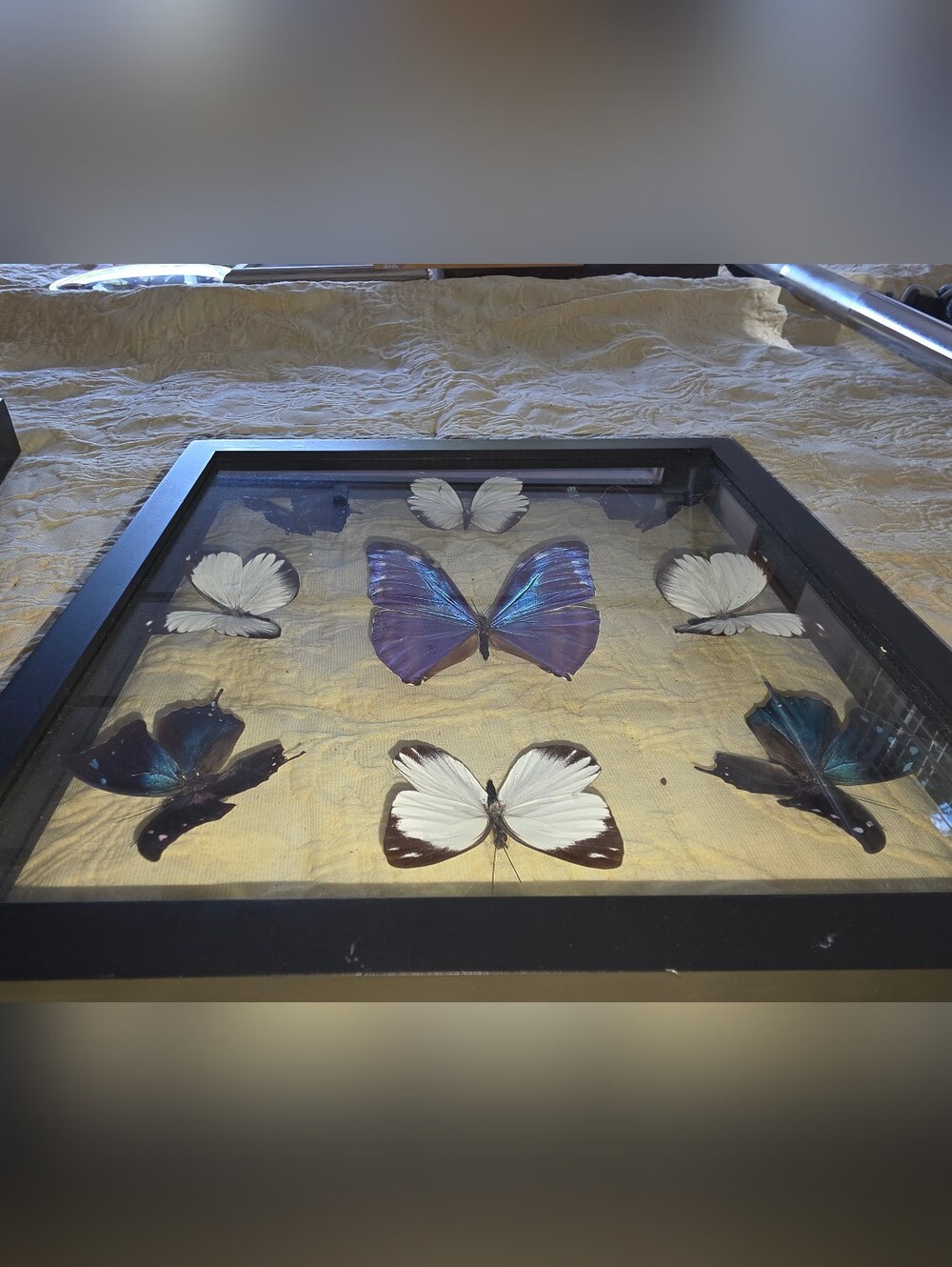 Framed Butterfly Collection - Picture 4 of 4